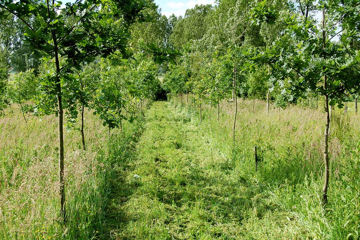 Jong aangeplant bos in Herzele