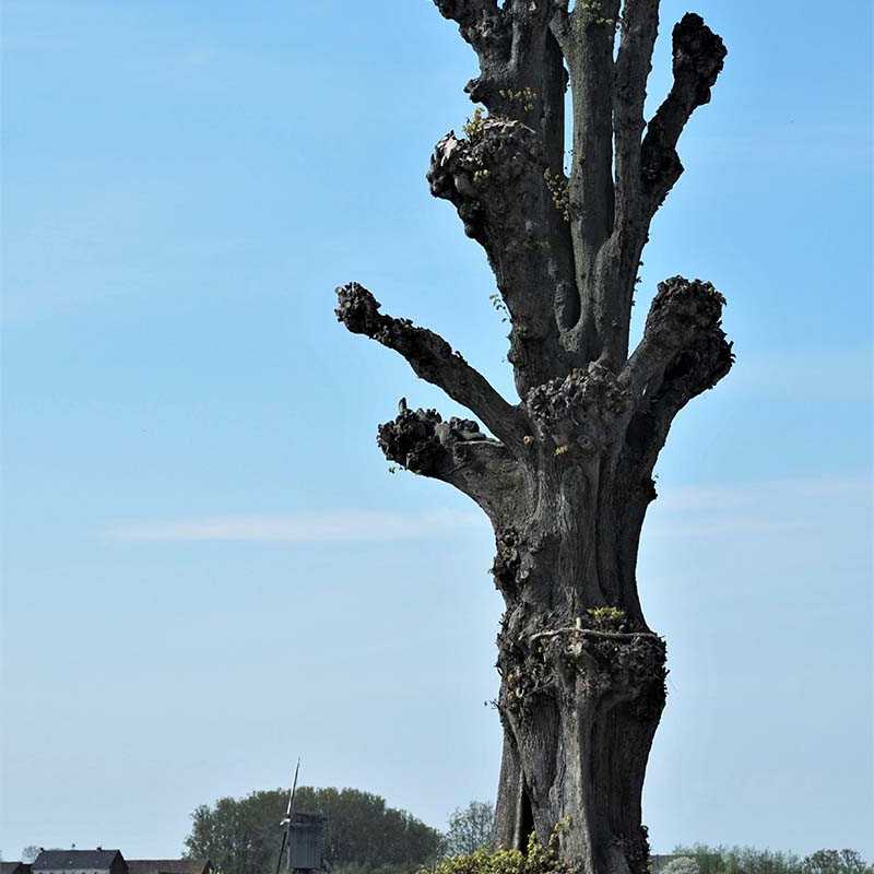 De dikke Linde in Sint-Antelinks met op de achtergrond de Buysesmolen. ©Magda De Leeuw