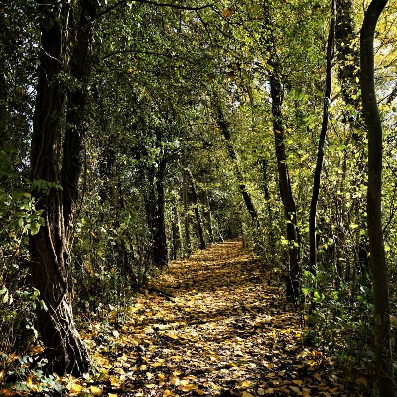 De trambedding tussen Sint-Lievens-Esse en Steenhuize is nu een mooi wandelpad. ©Collectie: Magda De Leeuw